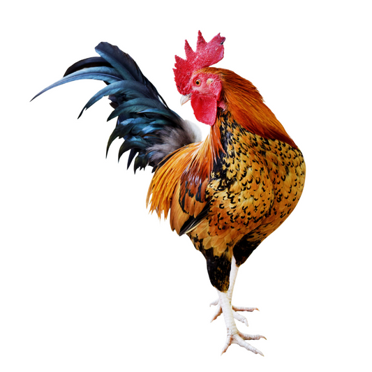 Fresh Desi Murgha (Country Chicken) Meat